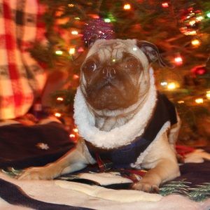 Meet your Posher, Sophia